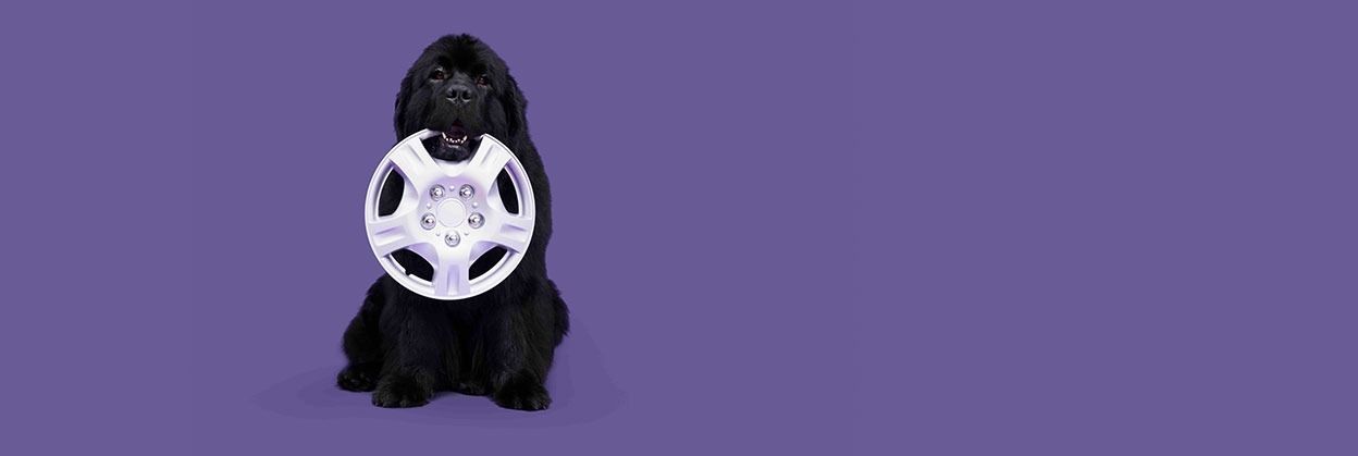 Johnson, the large and lovable Newfoundland dog, holds a hubcap in his mouth.